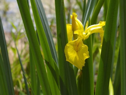 Yellow iris blooming in tall grass.