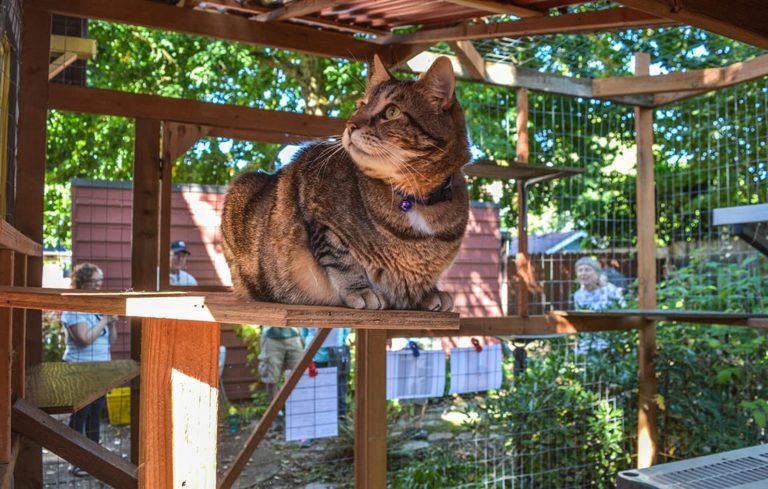 A cat sitting on top of a wooden platform.