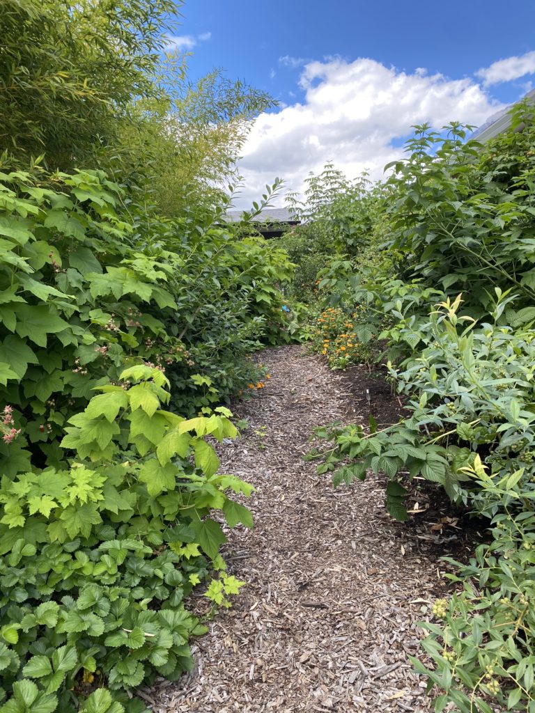 A path through a garden with bushes and trees.