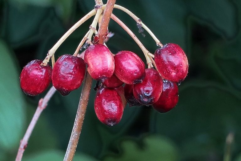 A bunch of red berries hanging from a branch.