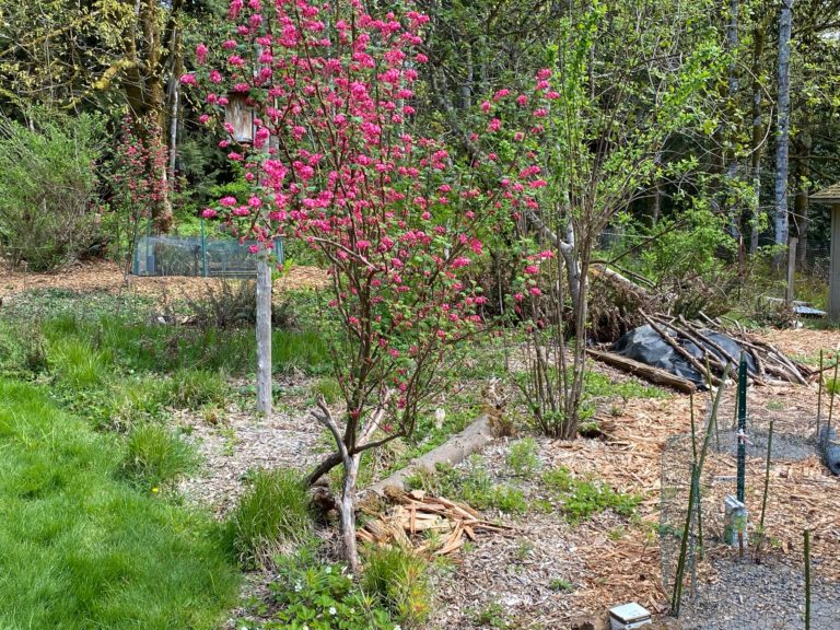 A pink flowering tree in a garden.