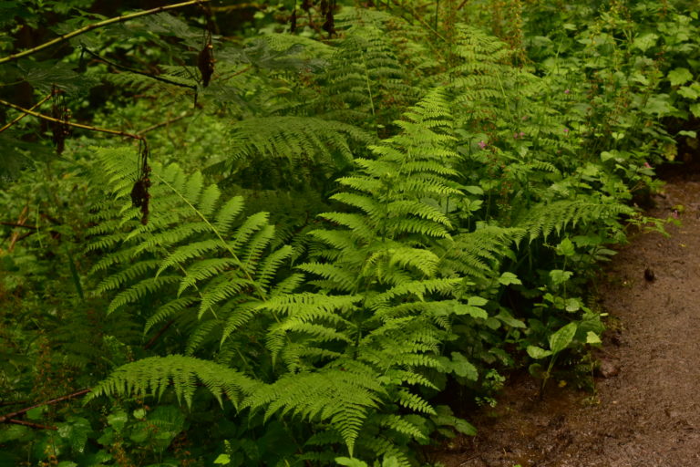 Ferns growing along a path in the woods.