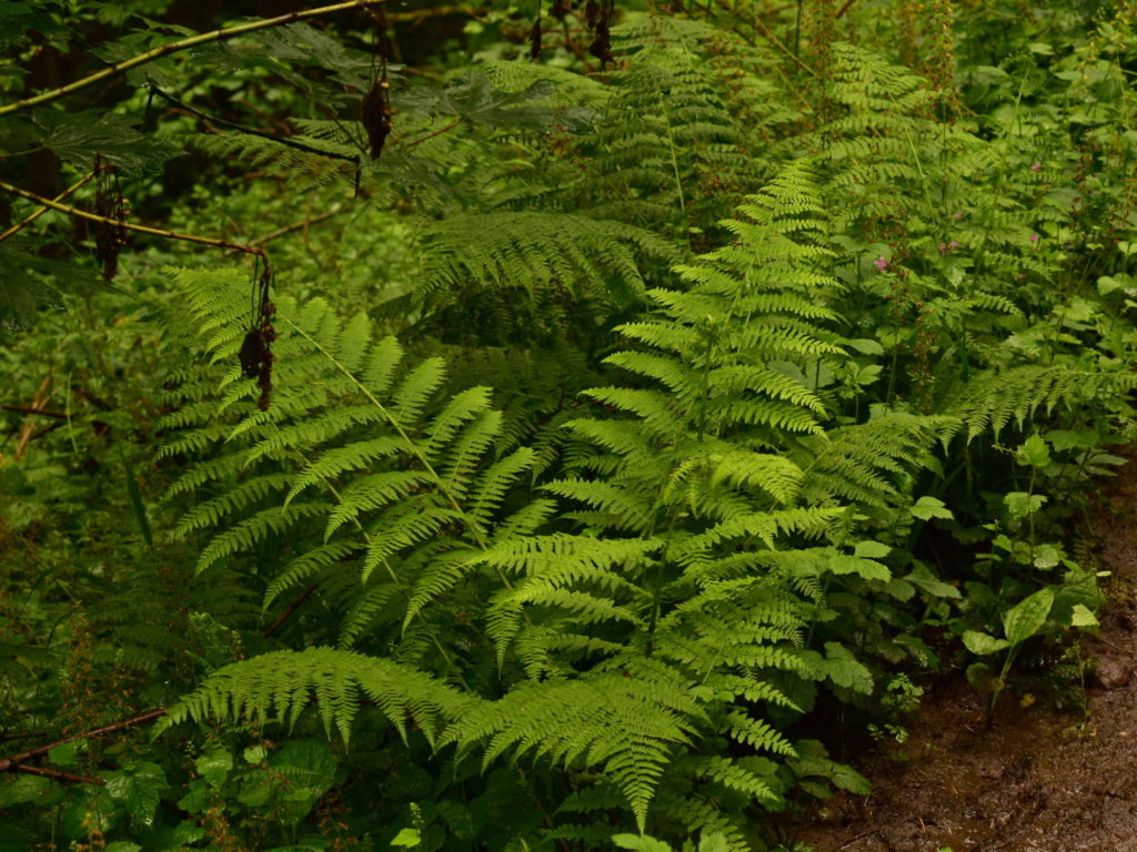 Native Plant Highlight: Lady Fern - Backyard Habitats