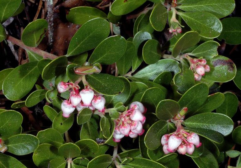 A plant with pink flowers and green leaves.