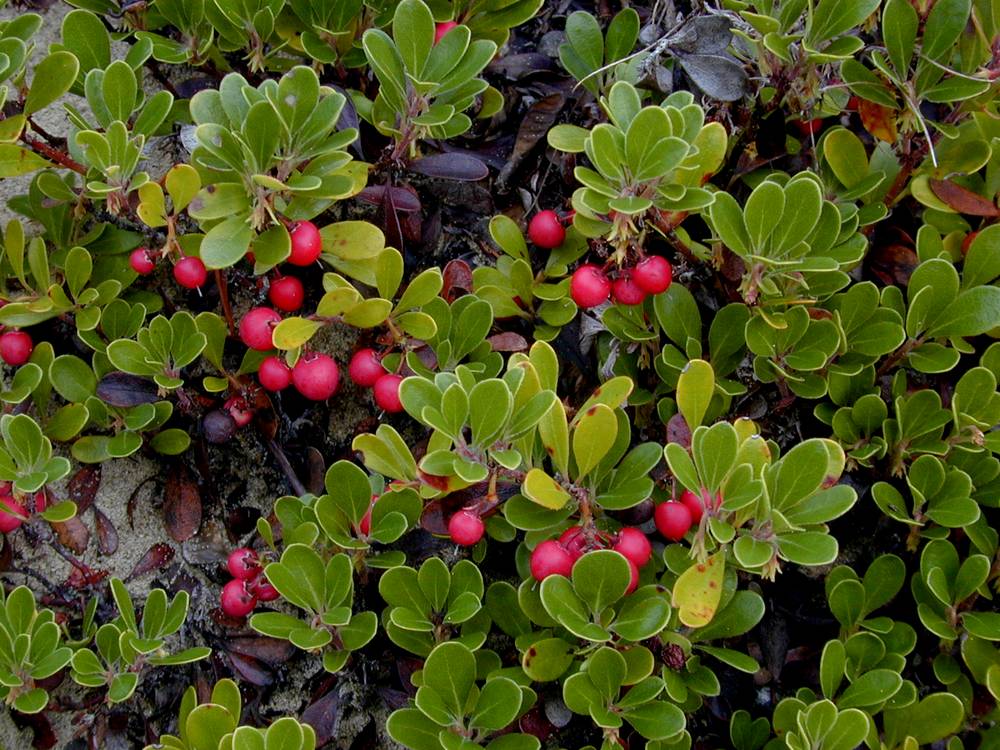 Native Plant Highlight Kinnikinnick Backyard Habitats