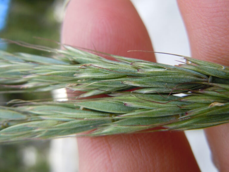 A grass inflorescence in a person's hand.