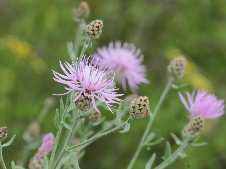 A close up of some pink flowers in a field.
