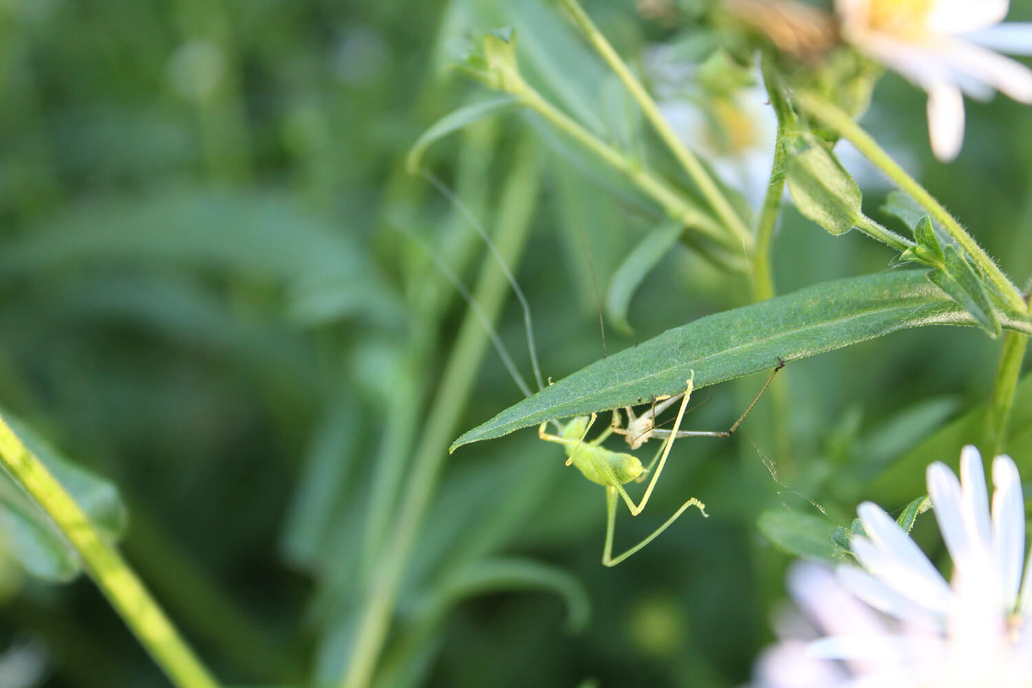 Photo of grasshopper on a leaf.
