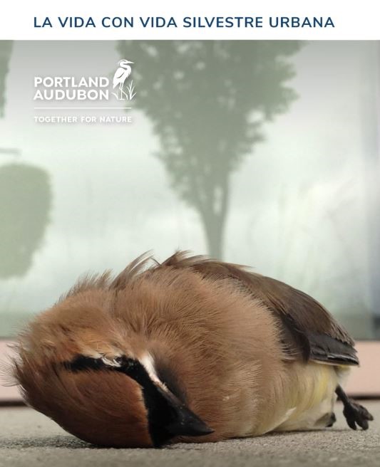 A bird lies on its side on a flat surface. The background has a blurred tree silhouette and text in Spanish. Also visible is the Portland Audubon logo with the slogan "Together for Nature.