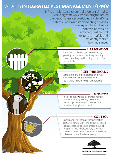 An infographic explaining Integrated Pest Management (IPM) with four steps. Prevention involves maintaining the lawn. Set thresholds means deciding when to act. Monitor entails keeping an eye on pest levels. Control involves using methods if necessary. OakTree Landscaping logo at the bottom.