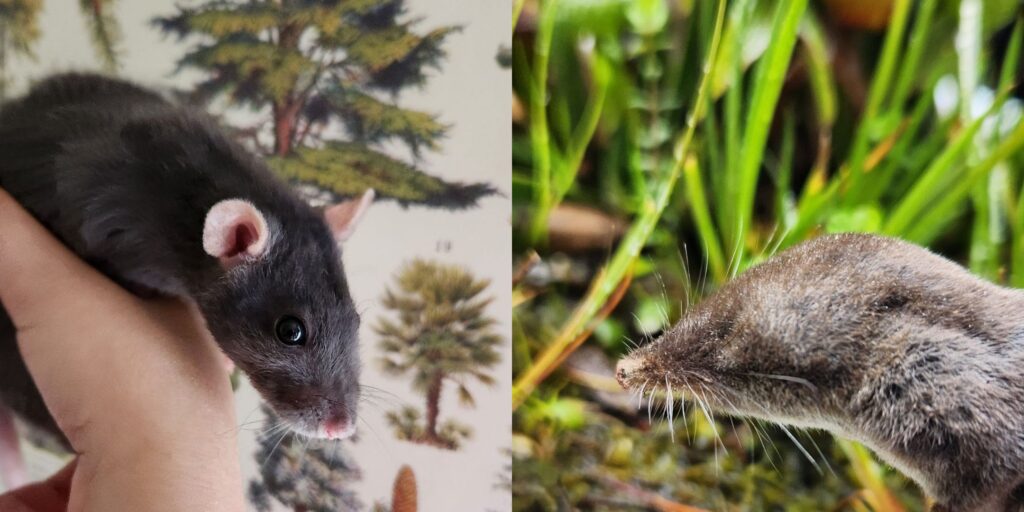 Left: a person is holding a pet black rat with a white patch on its head. right: a close-up view of a small wild rodent, possibly a shrew, amidst green grass.