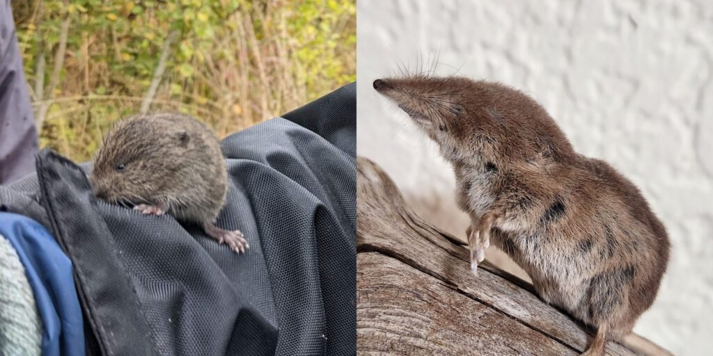 A small, furry rodent is perched on a person's black fabric sleeve on the left, and another small rodent with a pointed snout stands on a wooden surface on the right.