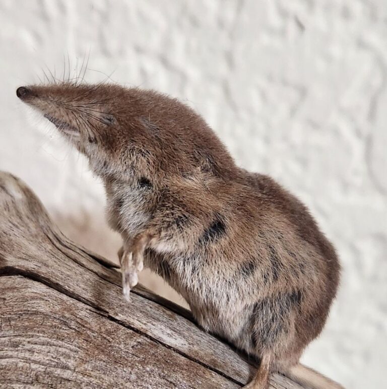A close-up of a small Water Shrew with brown fur standing on a wooden surface, looking to the side with its snout pointed upwards.