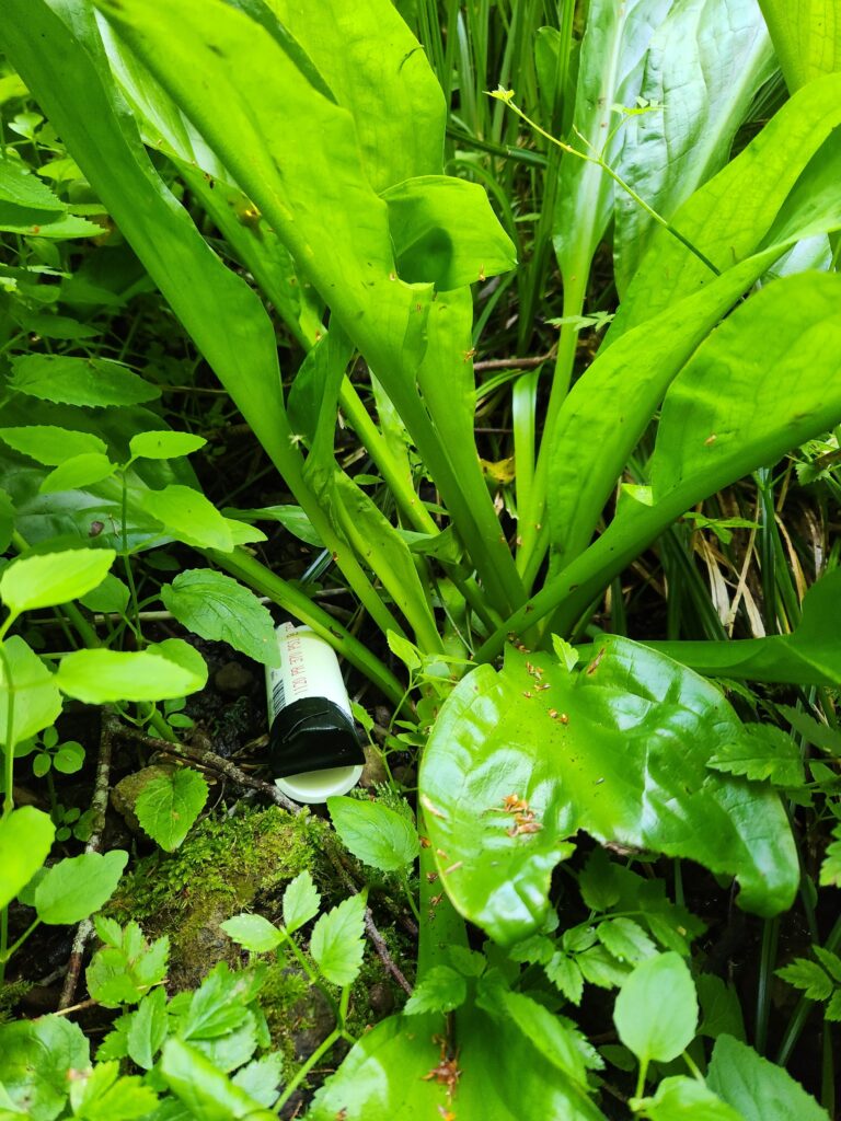 A discarded black and white plastic tube lies among vibrant green plants and foliage on the ground.