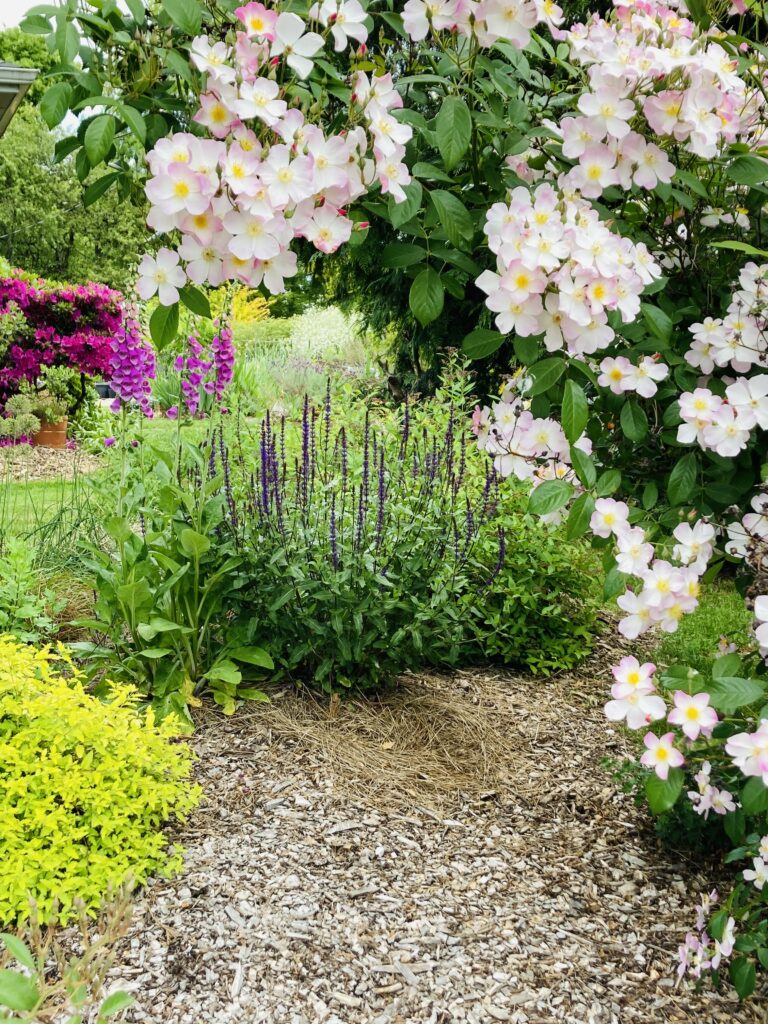 A vibrant garden path lined with wood chips, bordered by lush white and pink blossoms, purple spiky plants, and various green shrubs.