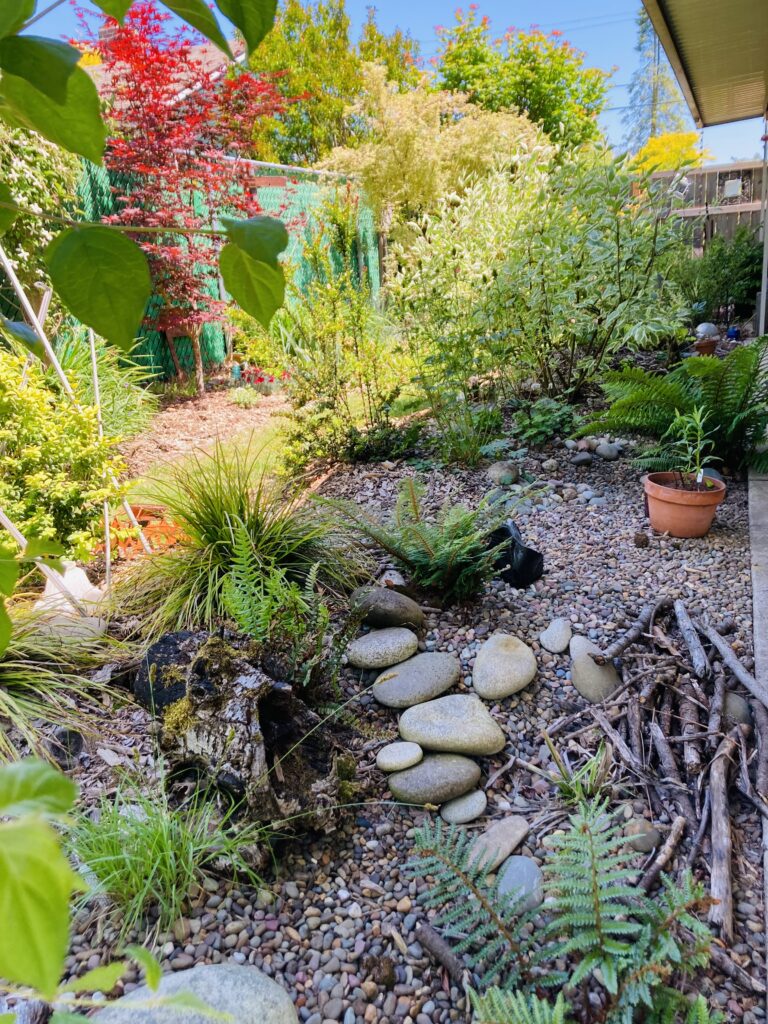 Part shade and part sun image of rain garden, featuring rocks, twigs, logs, and ferns. 