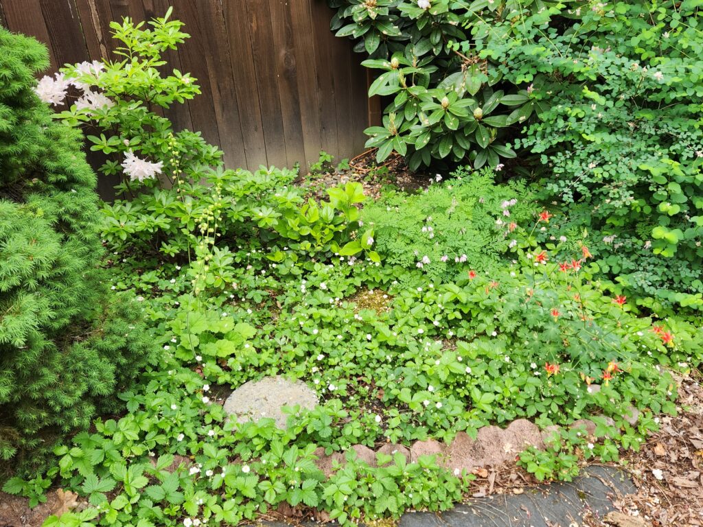 A lush garden border with a variety of densely packed green plants, including small bushes, flowering plants with white and red blooms, and ground cover in front of a wooden fence.