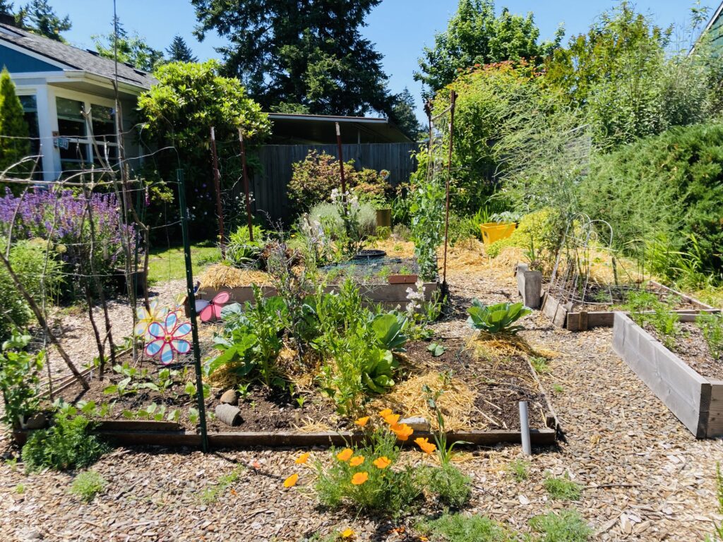 A vibrant backyard garden with various plants, raised beds, and a colorful pinwheel under a clear sky.
