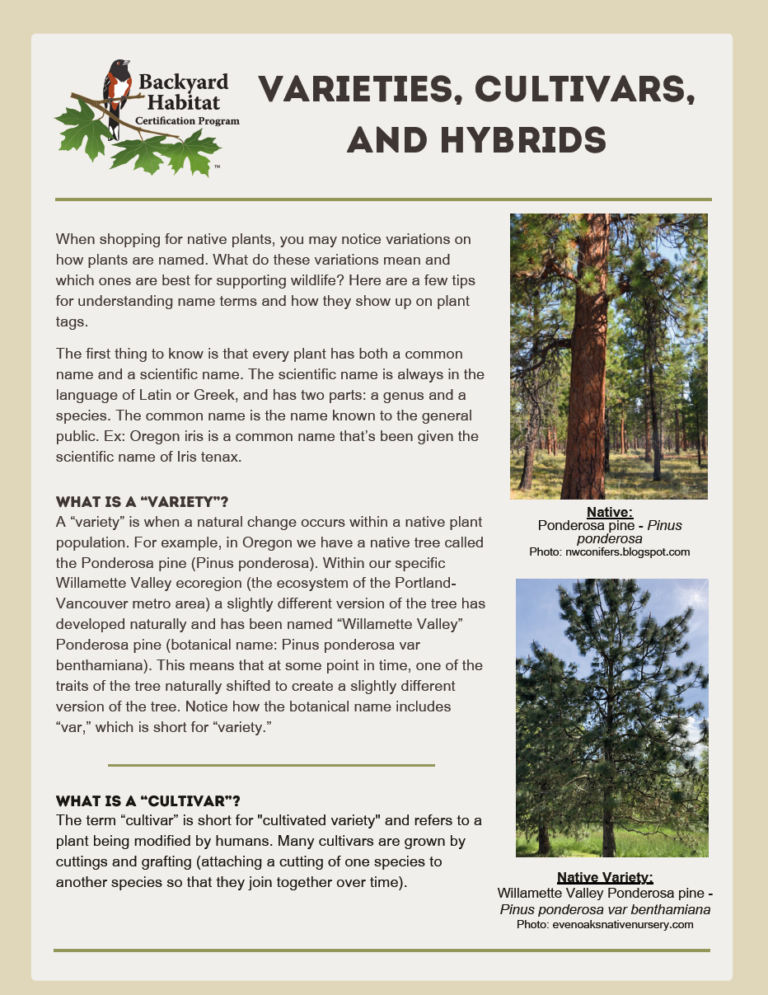 An informational flyer titled "Varieties, Cultivars, and Hybrids" from the Backyard Habitat Certification Program. It defines these terms and includes images of Ponderosa pine trees. The flyer explains the differences and provides examples of native and cultivated varieties.