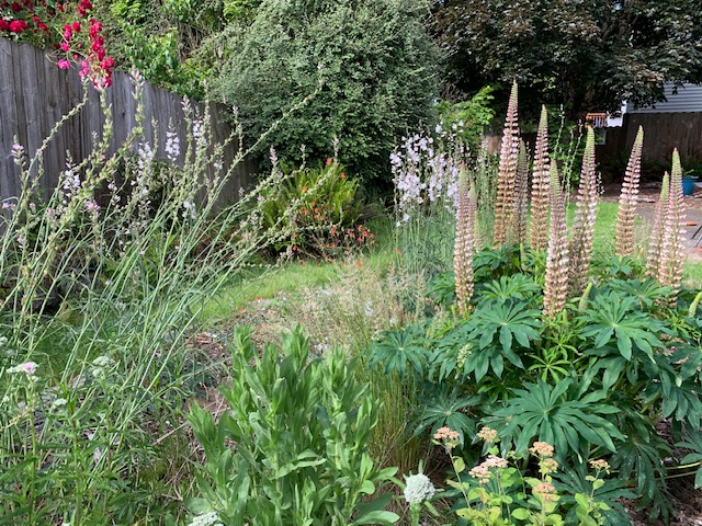 Lush garden with various plants, including tall flowering lupines with spiky stems and green leaves. Red flowers climb a wooden fence on the left. The background features dense greenery and shrubs, suggesting a well-tended natural garden.