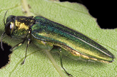 A close-up image of an emerald ash borer beetle on a leaf. The beetle has a metallic green body with an elongated shape and is perched on the textured surface of the green leaf.