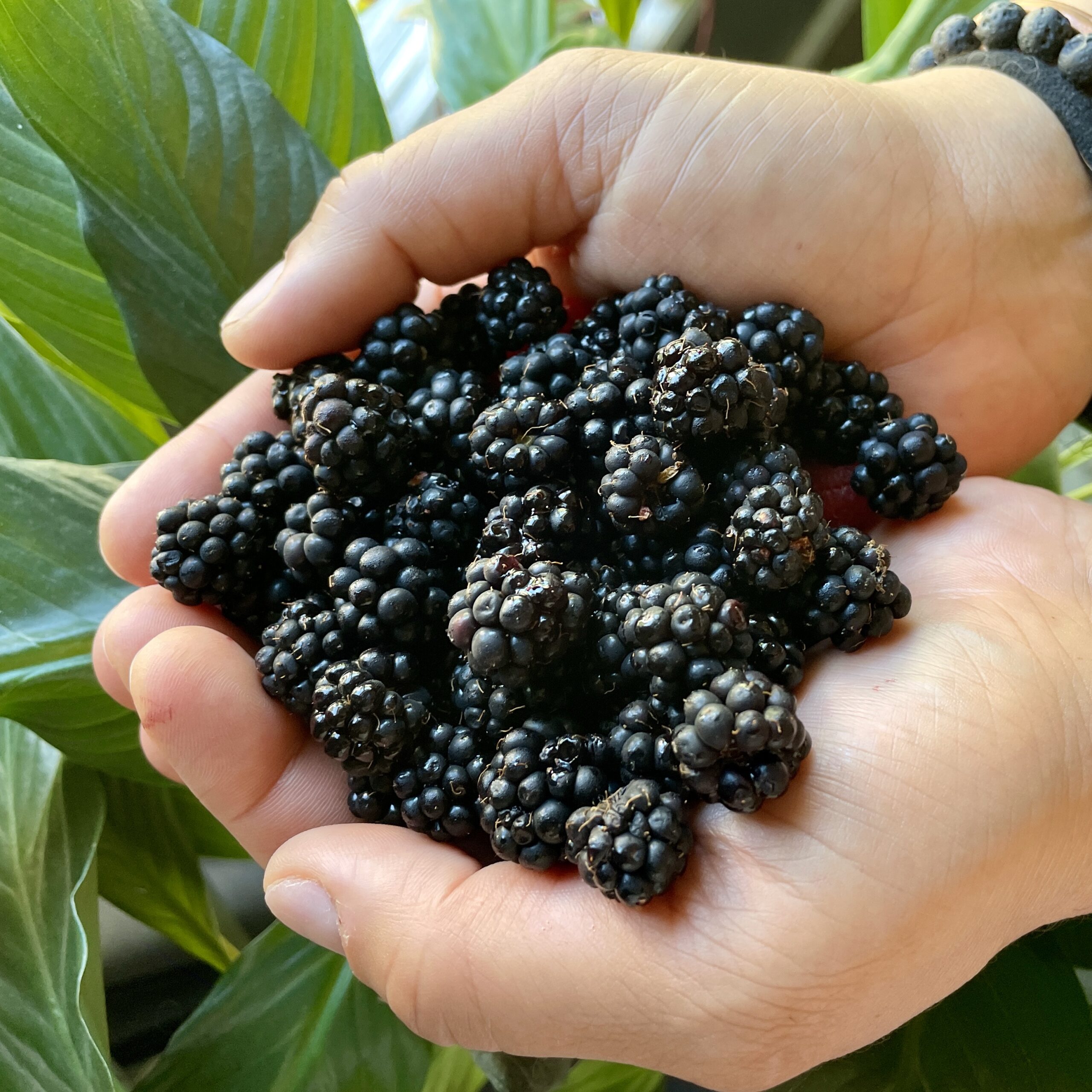 A pair of hands holding a heap of fresh blackberries, with green leaves visible in the background.