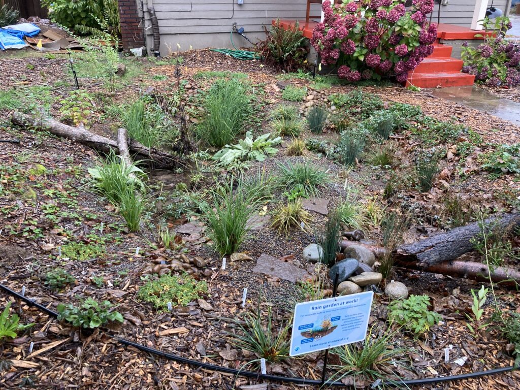 A residential rain garden with various small plants and grasses, some labeled, is bordered by mulch and rocks. A sign in front explains the rain garden. In the background, steps lead to a house with blooming hydrangeas.