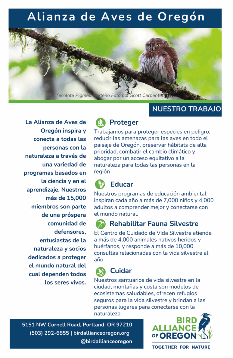 Informational flyer for Alianza de Aves de Oregón with a header, bird photo, organizational mission, and sections describing work in protection, education, and wildlife rehabilitation. Contact info is at the bottom.