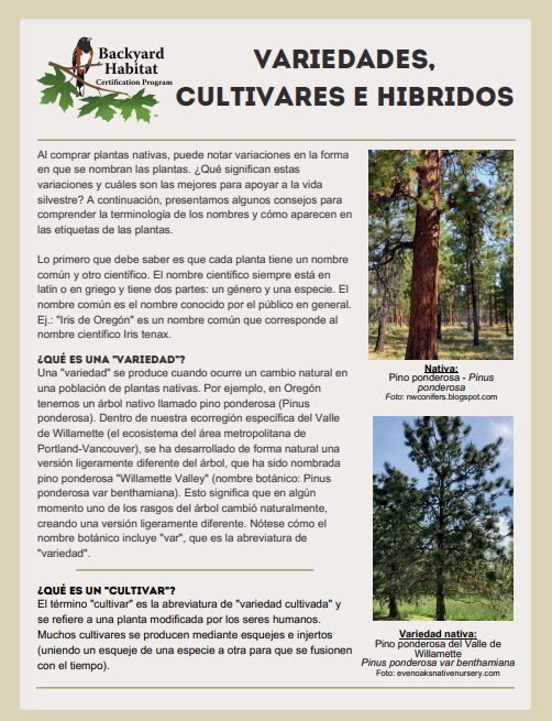 A Spanish-language informational flyer with text and three photos of pine trees explaining the differences between “varieties,” “cultivars,” and “hybrids” in plants, including scientific names and details for native and hybrid pines.