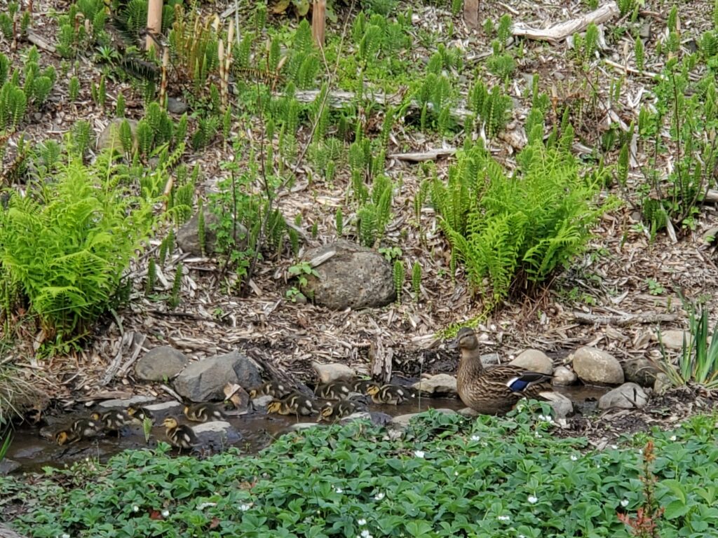 A duck stands at the edge of a small stream surrounded by rocks and green ferns, with a group of ducklings following closely behind in the water.
