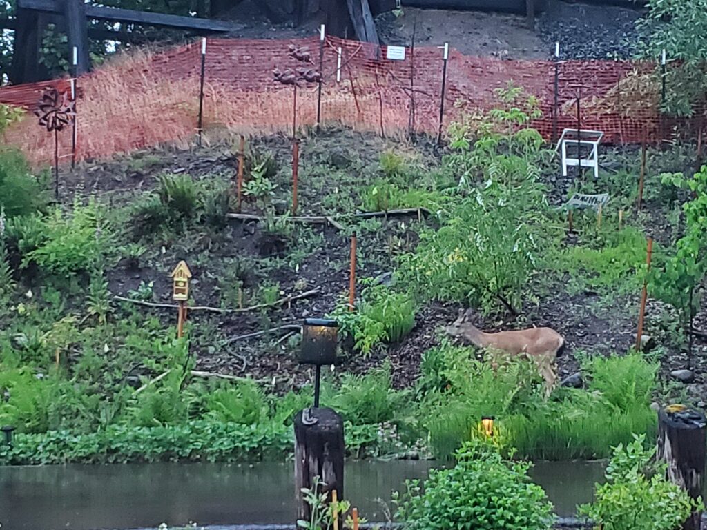 A deer stands on a grassy slope in front of a pond, surrounded by plants and garden decorations. An orange construction fence and a white chair are visible in the background. The scene appears to be in a backyard.