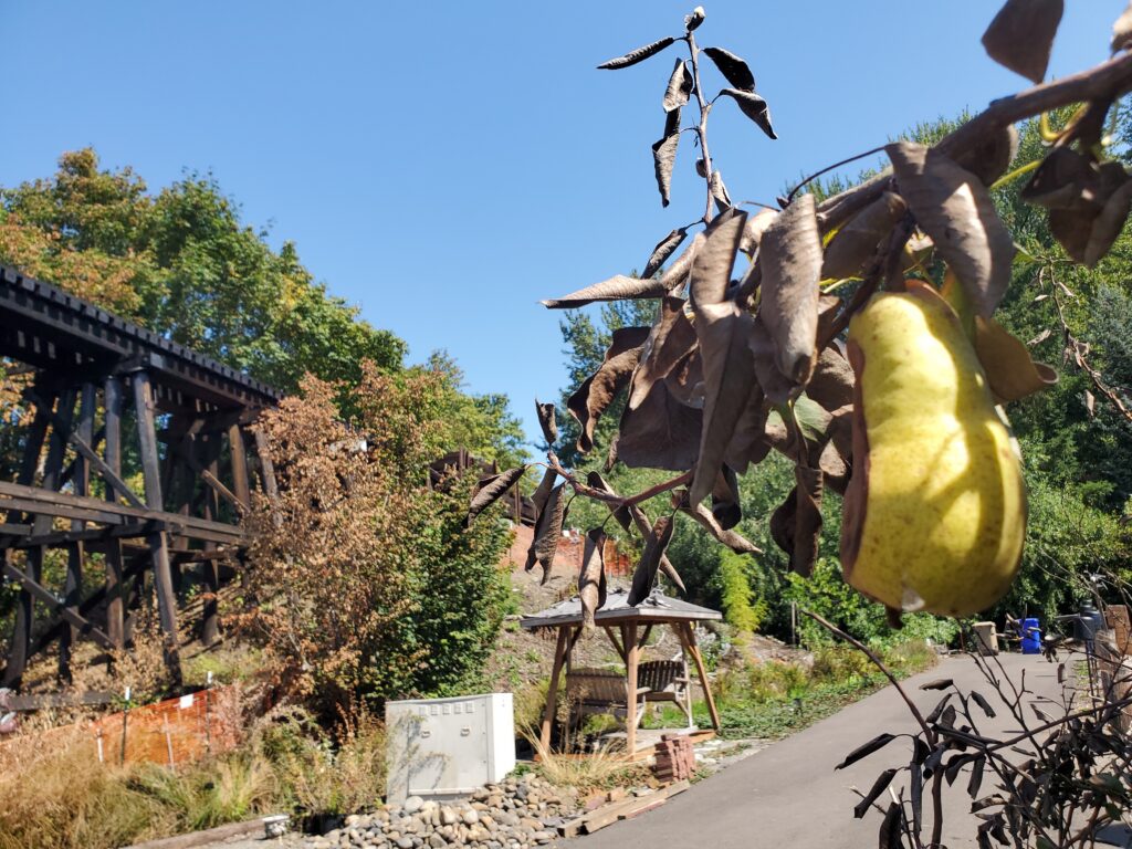 A yellow pear hangs from a branch with brown, wilted leaves in the foreground. In the background, there is a wooden gazebo, a trestle bridge, and a paved path surrounded by trees and greenery under a clear blue sky.