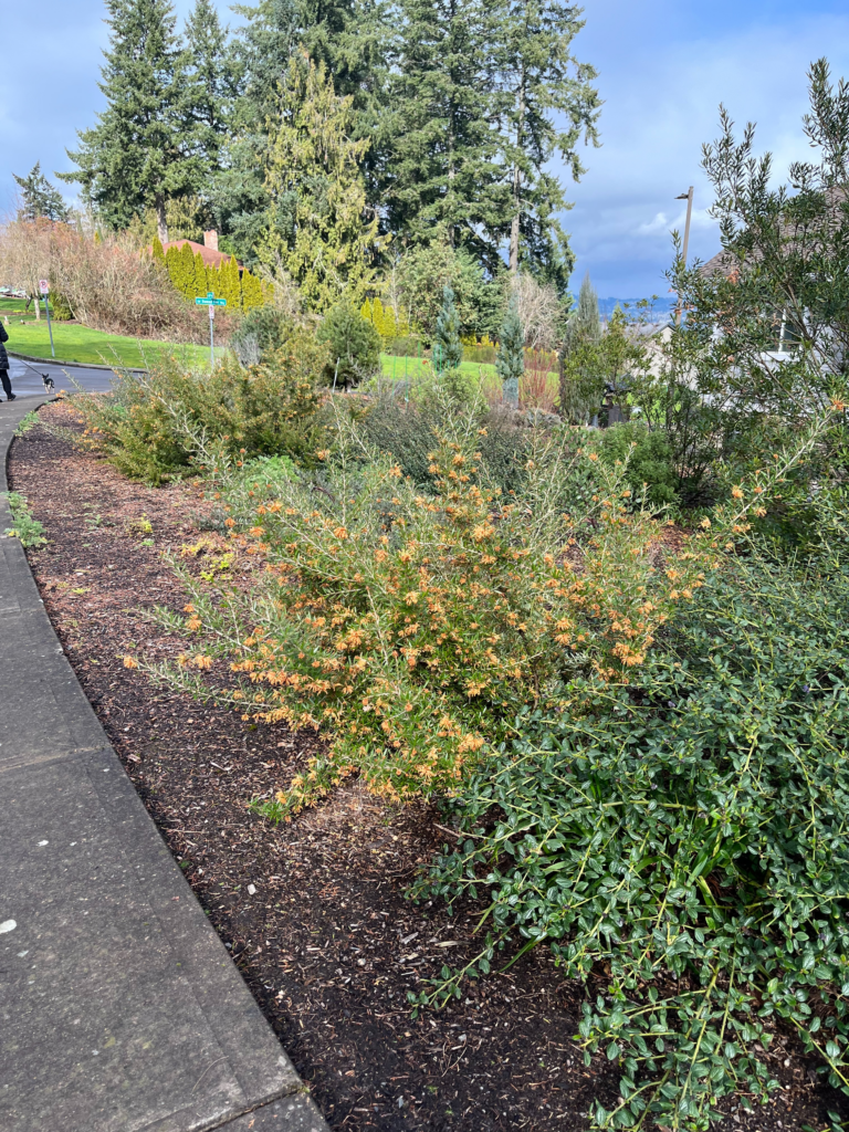 A landscaped garden bed next to a sidewalk features various green shrubs, some with small yellow flowers. Tall evergreen trees and a manicured lawn are visible in the background under a partly cloudy sky.
