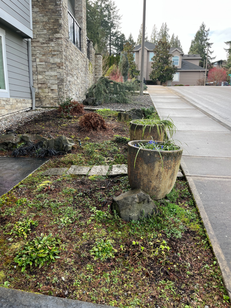 Two large planters with plants are placed in a small, slightly overgrown garden bed beside a stone-walled building and a sloped sidewalk in a residential neighborhood. Several rocks and shrubs are also visible.