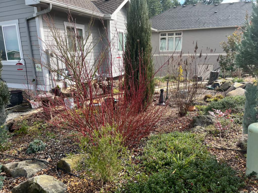 A landscaped front yard with rocks, mulch, and various plants, including a red-twigged shrub in the center. Two houses with gray siding and white trim are visible in the background.