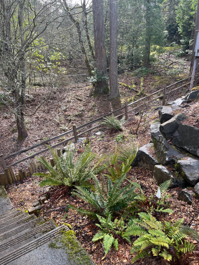 A sloped backyard with ferns, rocks, and mulch in the foreground, a wooden fence in the middle, and tall trees with sparse undergrowth in the background on a partly cloudy day.