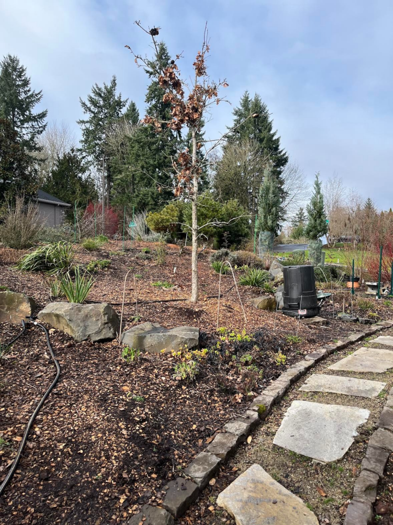 A landscaped garden with a stone pathway, a leafless tree in the center, large rocks, mulched soil, small plants, and a compost bin. Evergreen trees and a small shed are in the background under a cloudy sky.