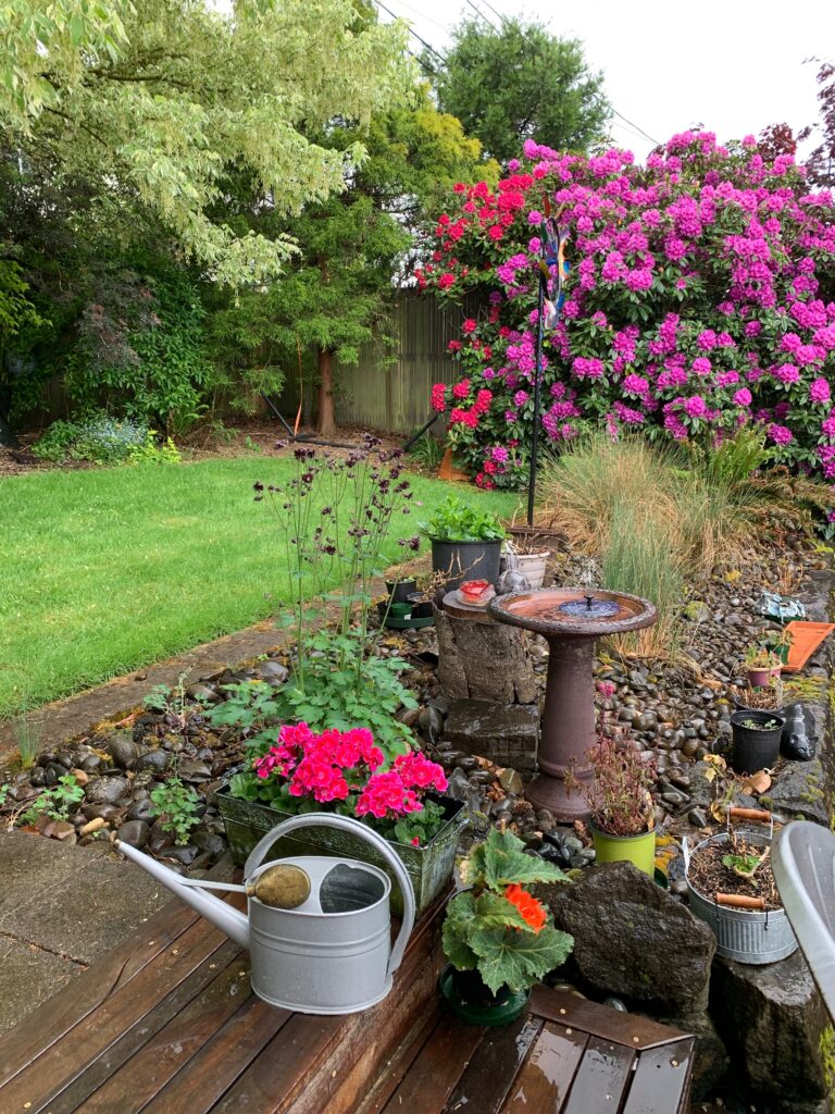 A backyard garden with a birdbath, watering can, potted plants, and bright pink flowers in bloom. The ground is wet, and the garden is bordered by trees, a rocky edge, and a wooden fence.