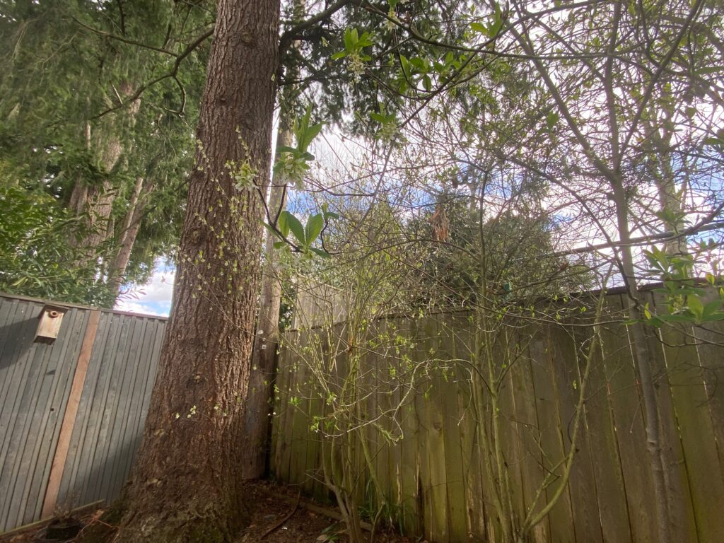 A tall tree and several leafless shrubs stand next to a wooden fence in a backyard. The sky is partly cloudy, and other evergreens are visible in the background.