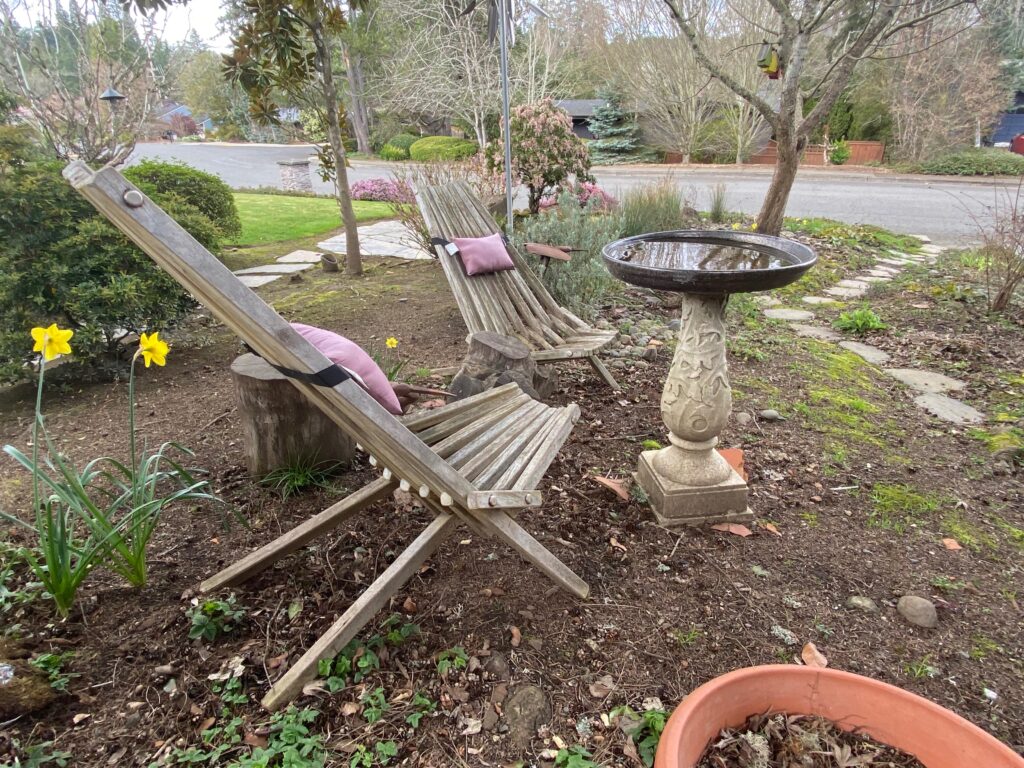 Two wooden chairs with pink cushions sit beside a decorative birdbath in a garden. Yellow daffodils bloom nearby, and a road is visible in the background with trees and shrubs.