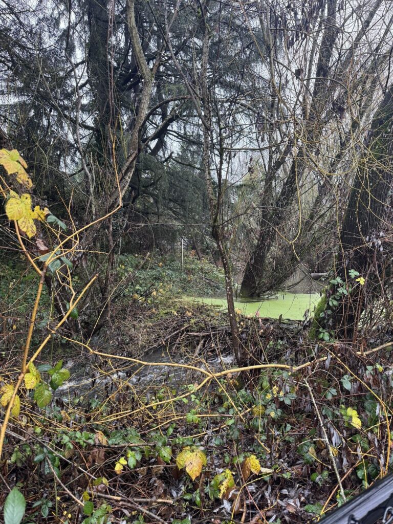 Dense vegetation and tangled branches surround a small green pond in a wooded area. Yellow leaves and overgrown plants are visible in the foreground under bare trees on a cloudy day.